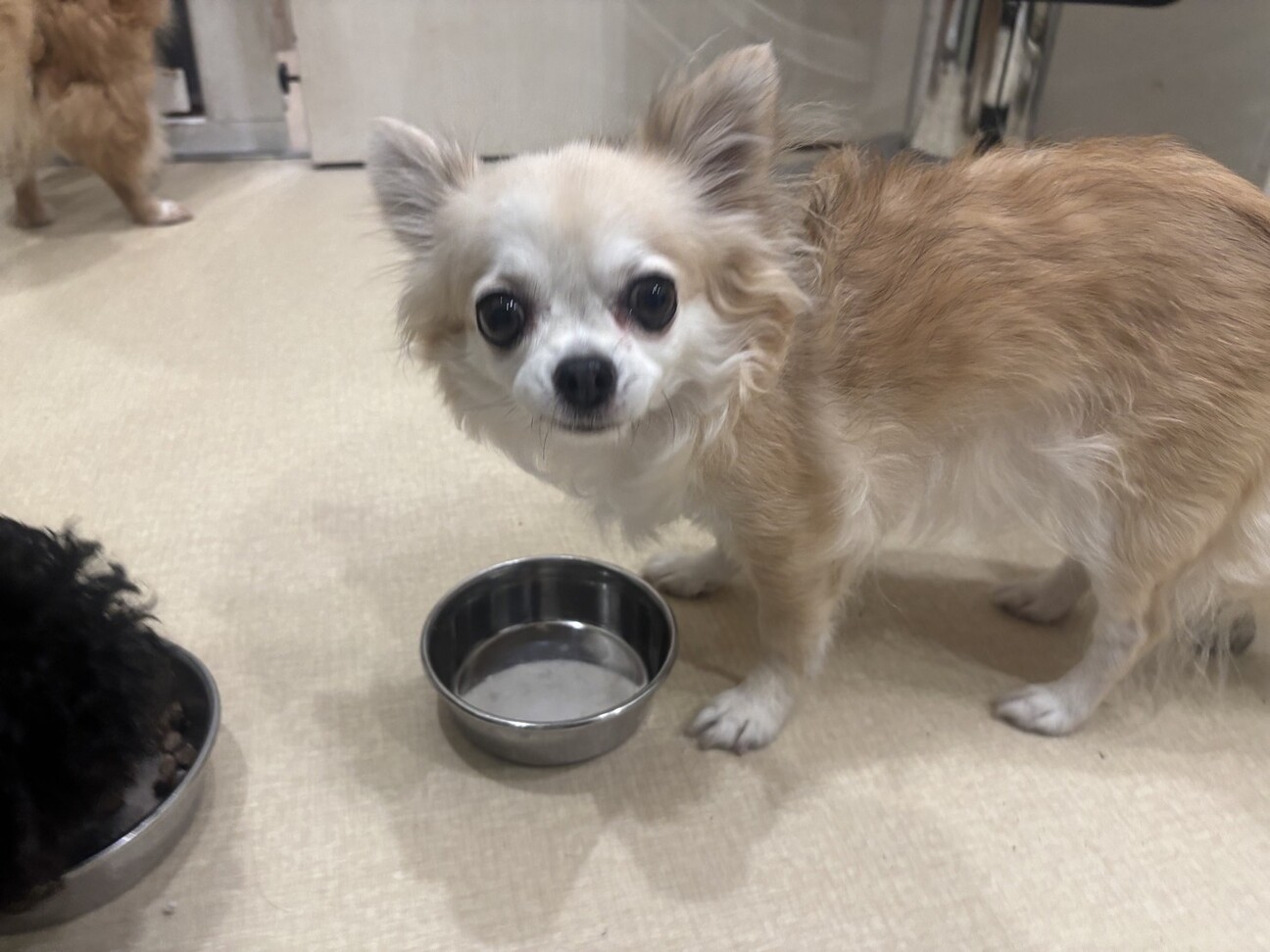 チワワ8歳のメスです。ち」福岡県 - 犬の里親募集(528556