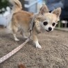 チワワ8歳のメスです。ちょっと怖がりな性格です。 サムネイル2