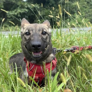 イケワンの【アーリ】ちゃん