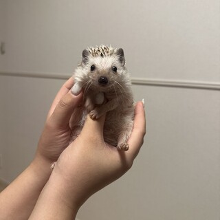 ハリネズミ　メス