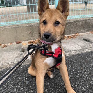 里親様決定しました！