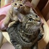はなまる1219