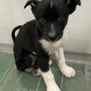 ※優先期間内にお迎えをお願いします。10/27