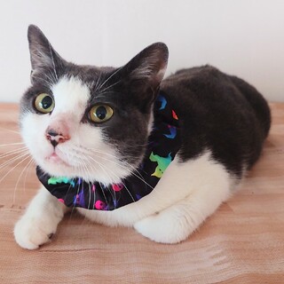 【11/16三田】人馴れバッチリ！グレーの女の子