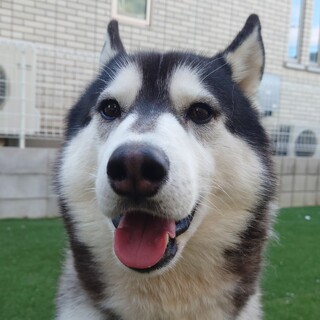 愛嬌のある子です