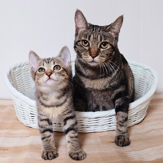 【4/5三田】アメショ風初心者おすすめの親子