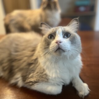 体重9キロ！食いしん坊ドデカ猫のこはくちゃん