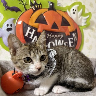 元気ハツラツ♪５兄妹　ココちゃん