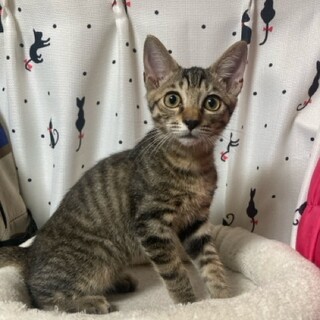 元気いっぱいやんちゃな男の子、タビーです