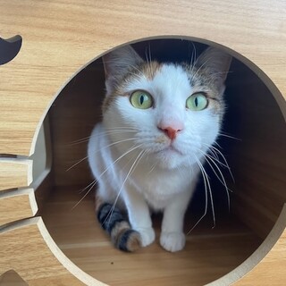 窓からお外を眺めるのが好きな『ネピア』です