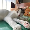 窓からお外を眺めるのが好きな『ネピア』です