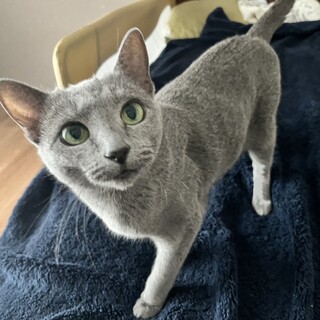 もうすぐ1才のロシアンブルー」岡山県 - 猫の里親募集(112617