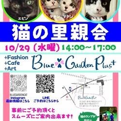 猫の里親会in世田谷区　下高井戸 サムネイル1