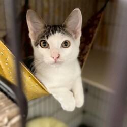 猫の里親会in世田谷区　下高井戸 サムネイル2