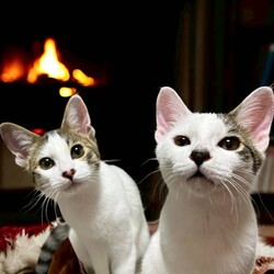 猫の里親会in世田谷区　下高井戸 サムネイル3