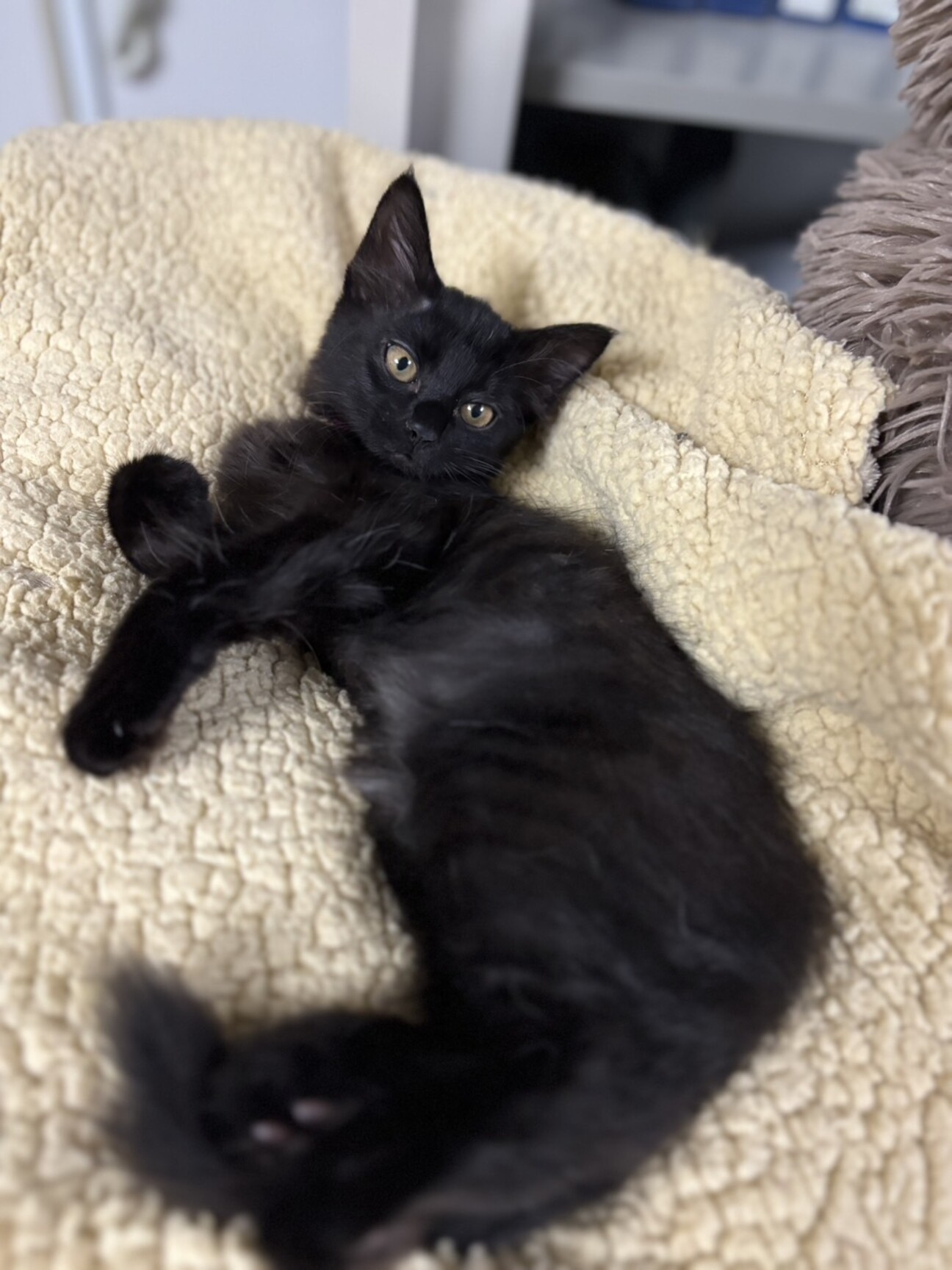 可愛い半長毛の女の子」埼玉県 - 猫の里親募集(528581) :: ペットの