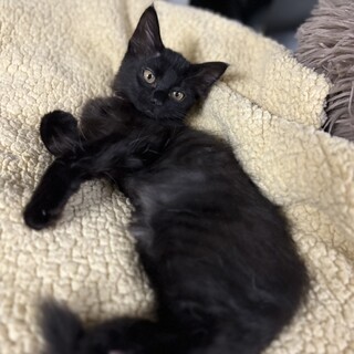 可愛い半長毛の女の子