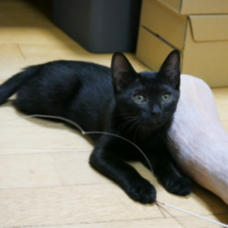 子猫　元気いっぱいな黒猫