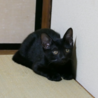 子猫　元気いっぱいな黒猫 サムネイル5