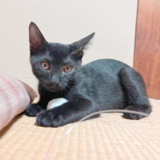 子猫　元気いっぱいの黒猫