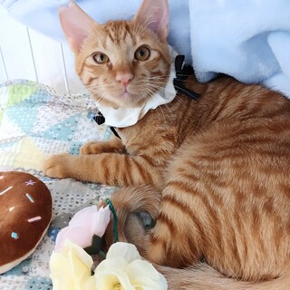 茶トラの可愛い男の子！ケロッピくん