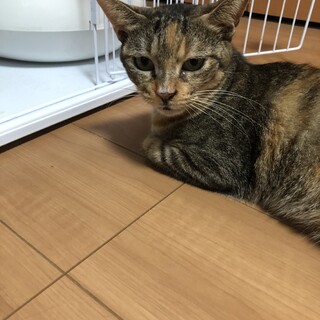 人懐っこいかわちゃん