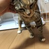 人懐っこいかわちゃん サムネイル5