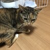 人懐っこいかわちゃん サムネイル6