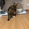 人懐っこいかわちゃん サムネイル7