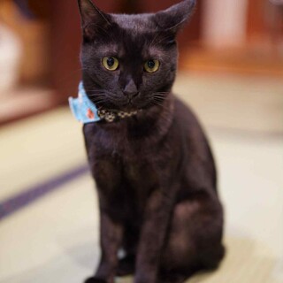 甘えん坊でとっても元気な男の子ボンド♪