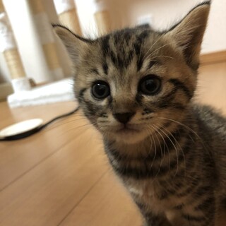 食いしん坊のミア君