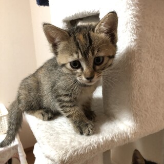 いっぽ遅れがち？！シュナちゃん