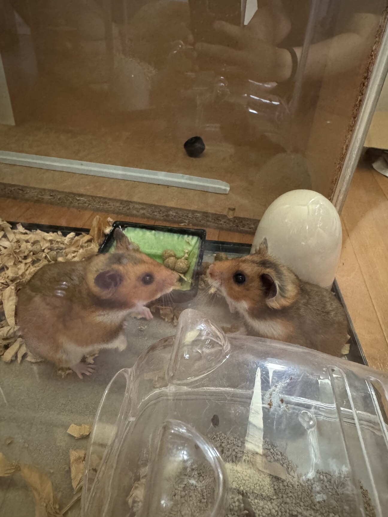 ゴールデンハムスター ノーマル 男の子 サムネイル1