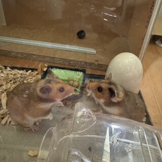 ゴールデンハムスター ノーマル 男の子