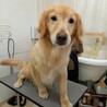 ゴールデンレトリバー5才女の子♀ことみちゃん