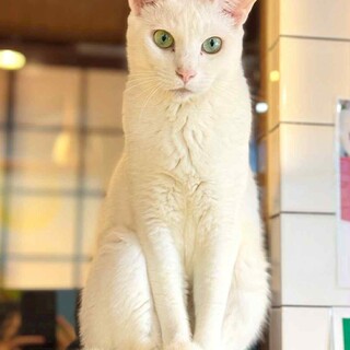 とっても男前な白猫カシス♪