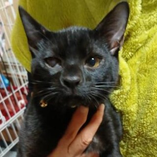 穏やかなクロ君と白キジちゃん5カ月半。一匹ずつ可