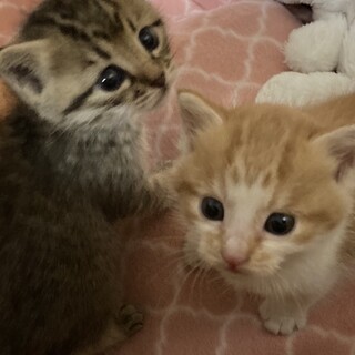 可愛い子猫きょうだいの里親さん募集????