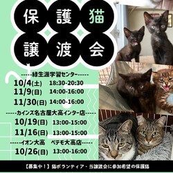 名古屋市緑区猫の譲渡会 サムネイル1