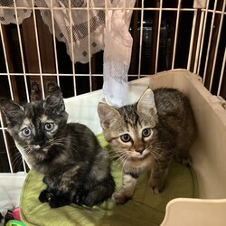 名古屋市緑区猫の譲渡会 サムネイル2