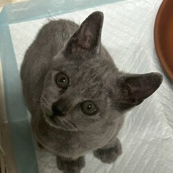 名古屋市緑区猫の譲渡会 サムネイル3