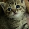可愛い子猫きょうだいの里親さん募集???? サムネイル2