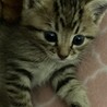 可愛い子猫きょうだいの里親さん募集???? サムネイル3