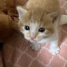 可愛い子猫きょうだいの里親さん募集???? サムネイル4