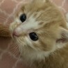 可愛い子猫きょうだいの里親さん募集???? サムネイル5