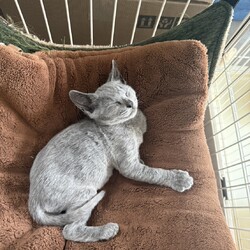 名古屋市緑区猫の譲渡会 サムネイル1