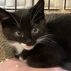 名古屋市緑区猫の譲渡会 サムネイル2