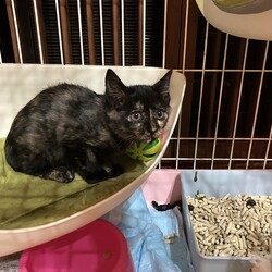 名古屋市緑区猫の譲渡会 サムネイル3