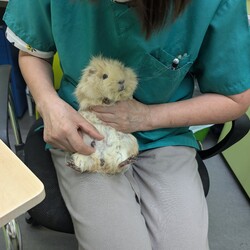 とろろさん、手術をすることになりました