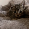 キジトラ オス1ヶ月 可愛い子猫です サムネイル3